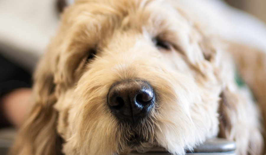 A Pets As Therapy dog