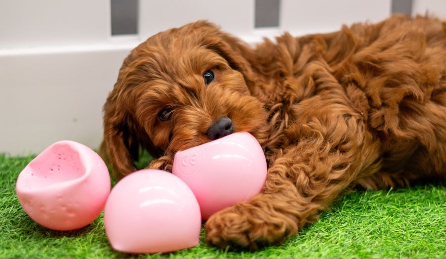 Puppy with ball