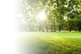 Image of a park in the sunlight with green trees and an expanse of grass