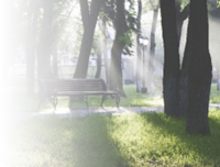 Park bench and trees in the mist