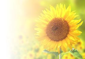 Sunflower in bloom