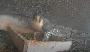 London Met's Falcon in it's box on top of the tower